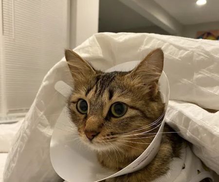 Fairfax Ridge Animal Hospital