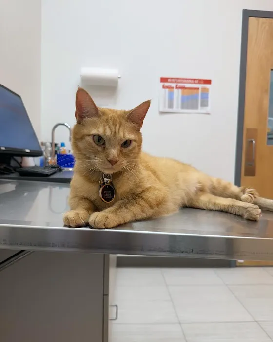 Fairfax Ridge Animal Hospital Picture 5