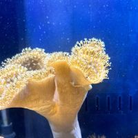 Fishtastic Aquarium ico