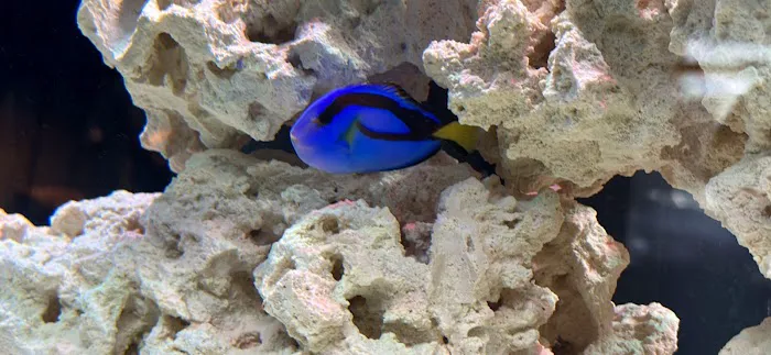 Fishtastic Aquarium Picture 3