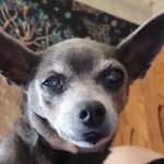 Pet Food Naturals