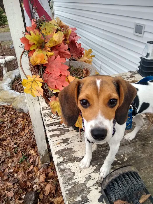 Chantilly Animal Hospital Picture 10