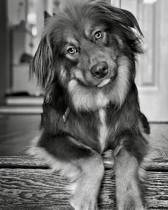 Chantilly Animal Hospital Picture 2