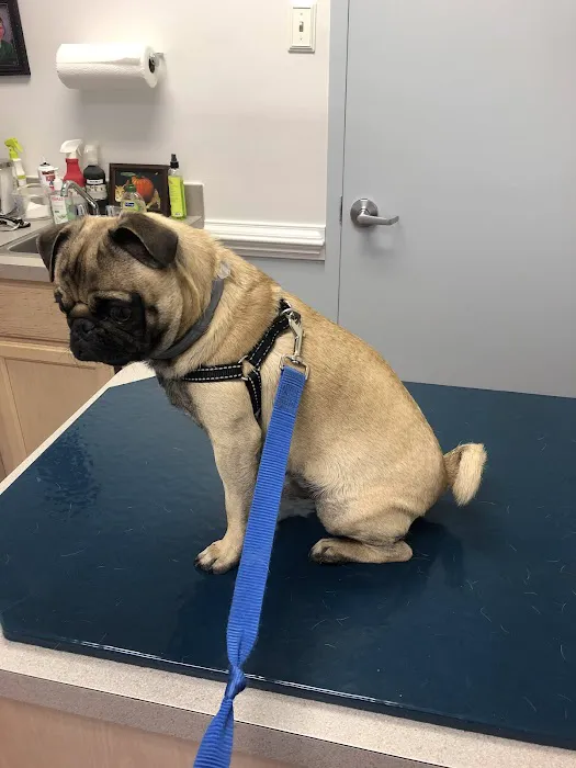 Chantilly Animal Hospital Picture 1