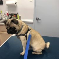 Chantilly Animal Hospital ico