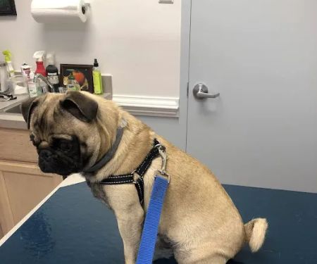 Chantilly Animal Hospital