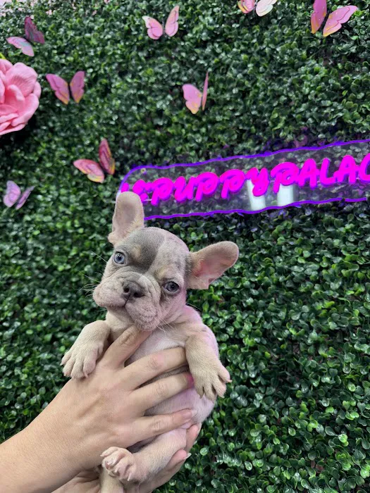 Le'Puppy Palace Picture 3