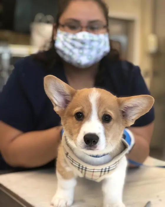 Pender Veterinary Centre - Fairfax (24/7 Emergency) Picture 6