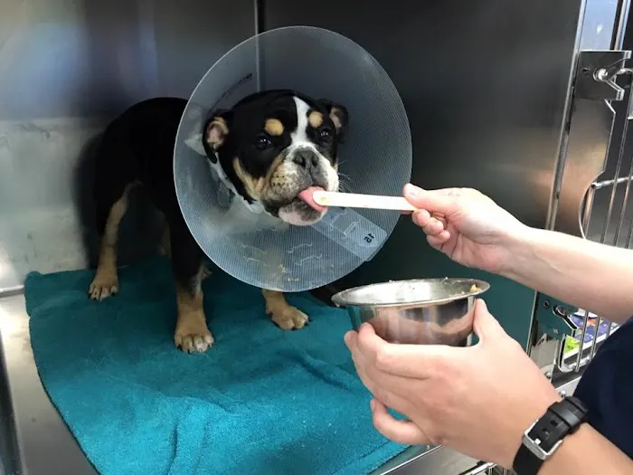 Pender Veterinary Centre - Fairfax (24/7 Emergency) Picture 7