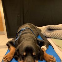 Pender Veterinary Centre - Fairfax (24/7 Emergency) ico