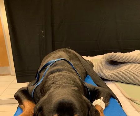 Pender Veterinary Centre - Fairfax (24/7 Emergency)