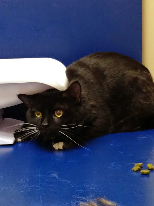 Ashburn Village Animal Hospital Picture 9