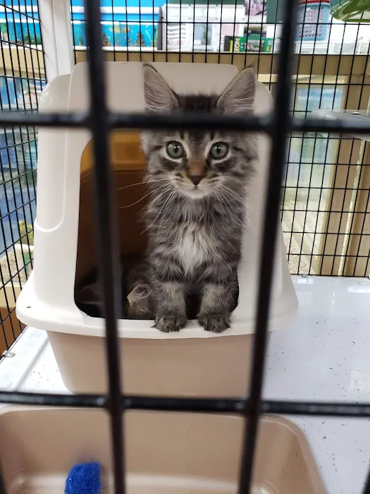 Pet Supermarket Picture 4