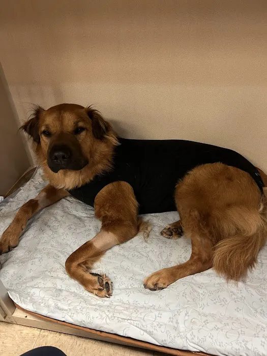 Nova Animal Hospital Picture 3