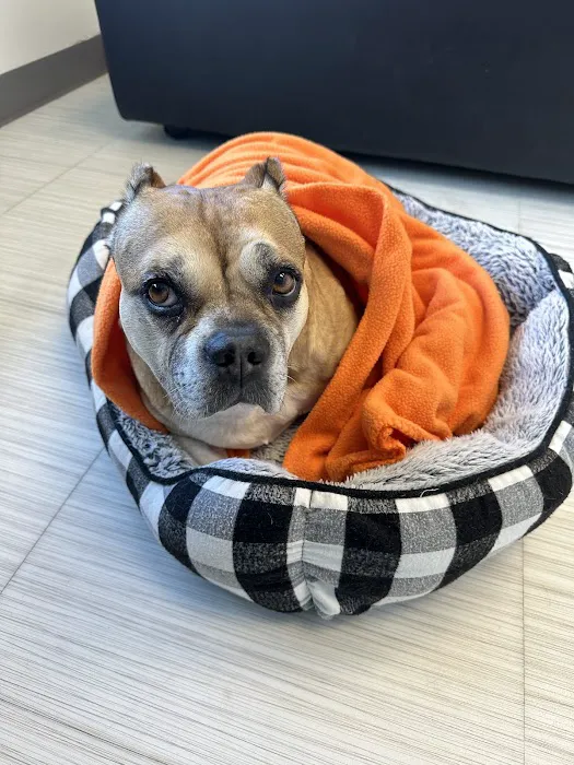 Nova Animal Hospital Picture 10