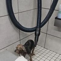 Pet Supplies Plus Zephyrhills ico