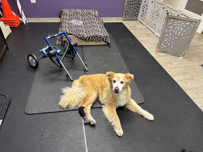 Wholistic Paws Veterinary Services Picture 1