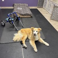 Wholistic Paws Veterinary Services ico