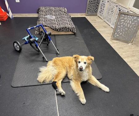 Wholistic Paws Veterinary Services