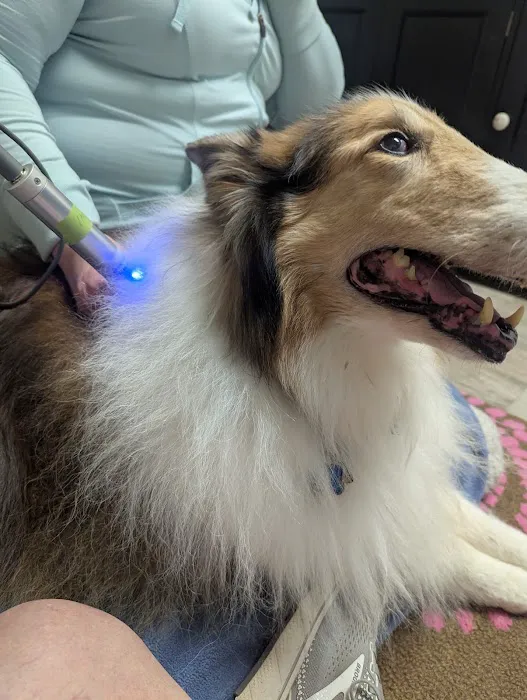 Wholistic Paws Veterinary Services Picture 6