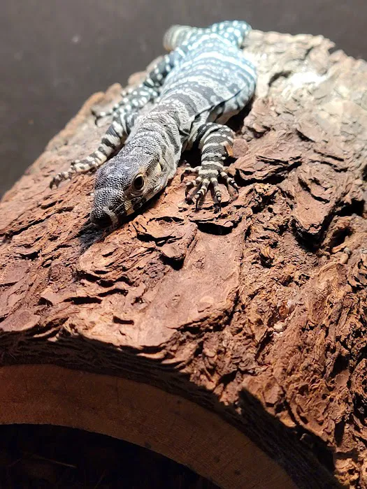Artistic Reptiles Picture 2