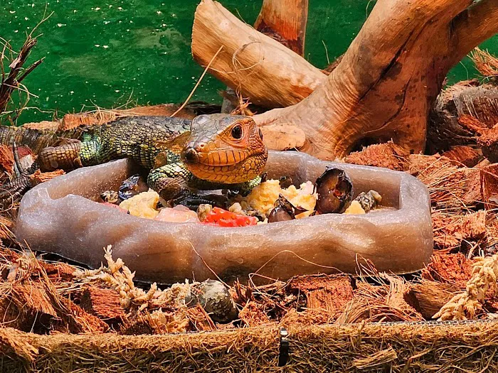 Artistic Reptiles Picture 10