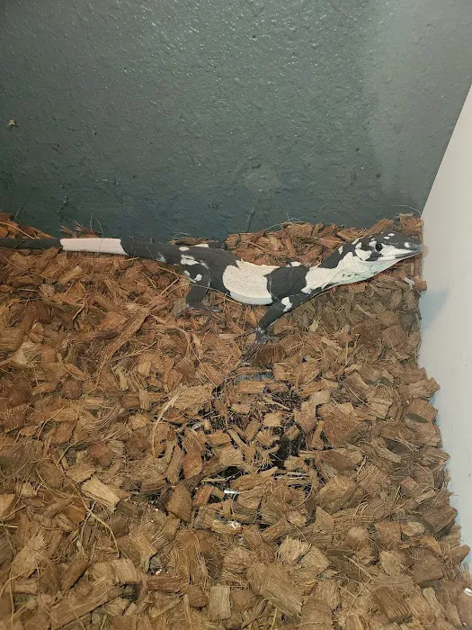 Artistic Reptiles Picture 5