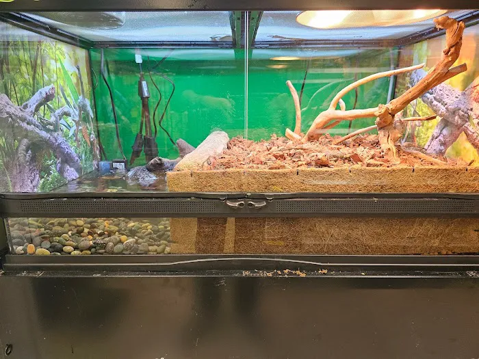 Artistic Reptiles Picture 6