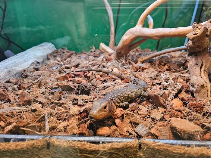 Artistic Reptiles Picture 7