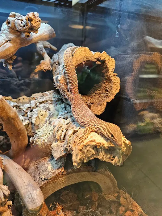 Artistic Reptiles Picture 4