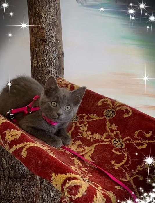 Fancy Paws Cat Clinic Picture 9