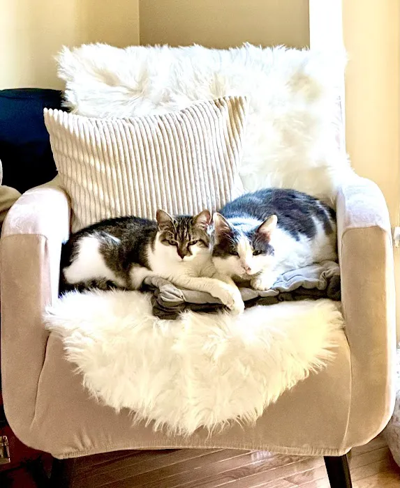 Fancy Paws Cat Clinic Picture 7