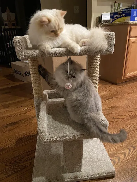 Fancy Paws Cat Clinic Picture 5