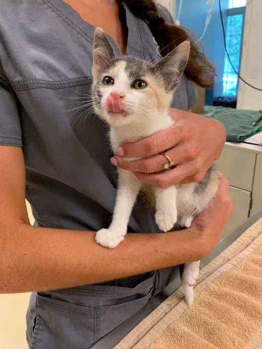 Fancy Paws Cat Clinic Picture 3