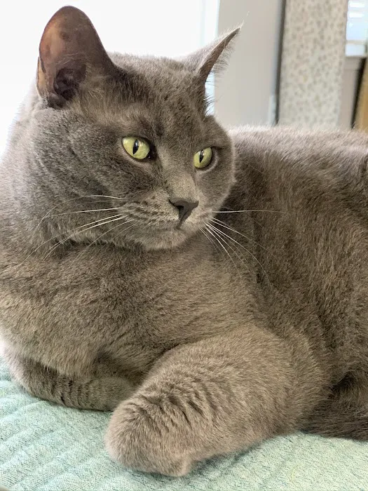 Fancy Paws Cat Clinic Picture 8