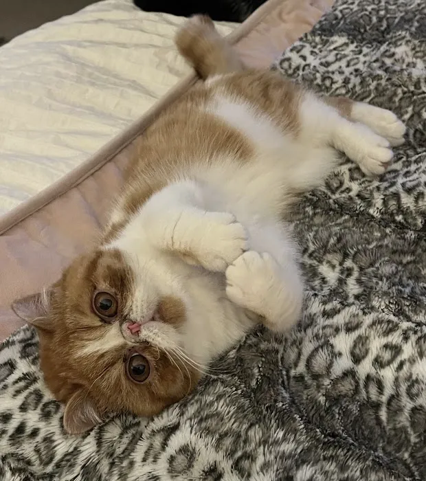 Fancy Paws Cat Clinic Picture 6