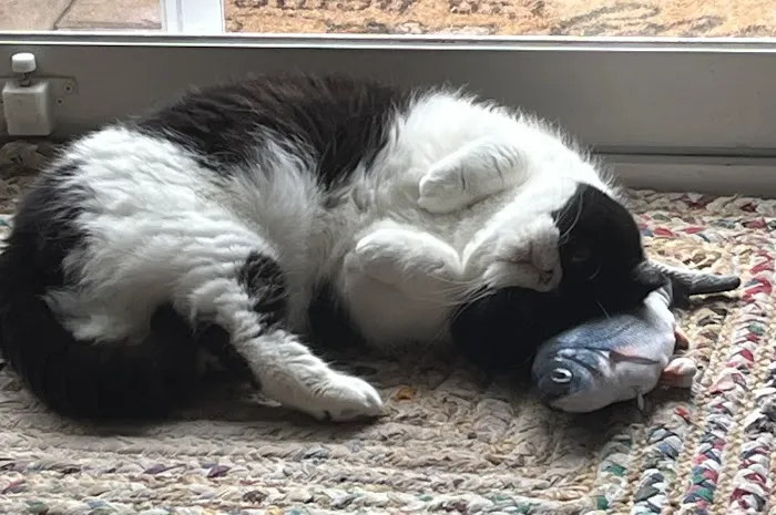 Fancy Paws Cat Clinic Picture 4