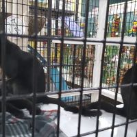 Pet Supermarket ico
