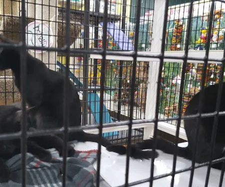 Pet Supermarket