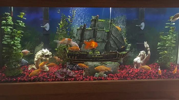 Pet Supermarket Picture 9