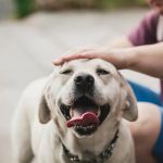 Hunter Mill Animal Hospital