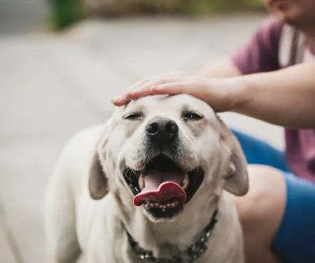 Hunter Mill Animal Hospital