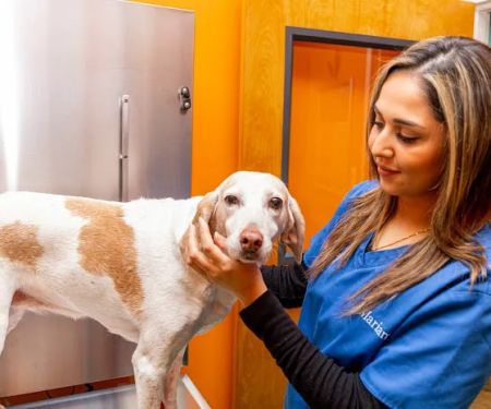 Nova Pets Health Center