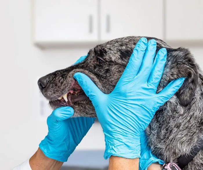 Nova Pets Health Center Picture 9