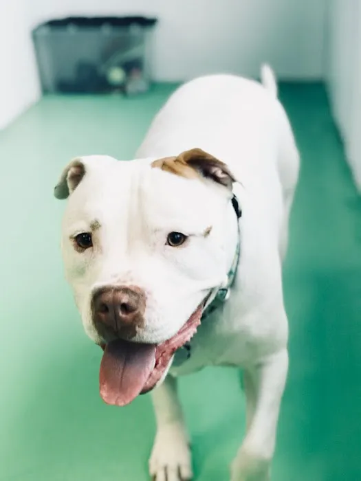 Nova Pets Health Center Picture 5