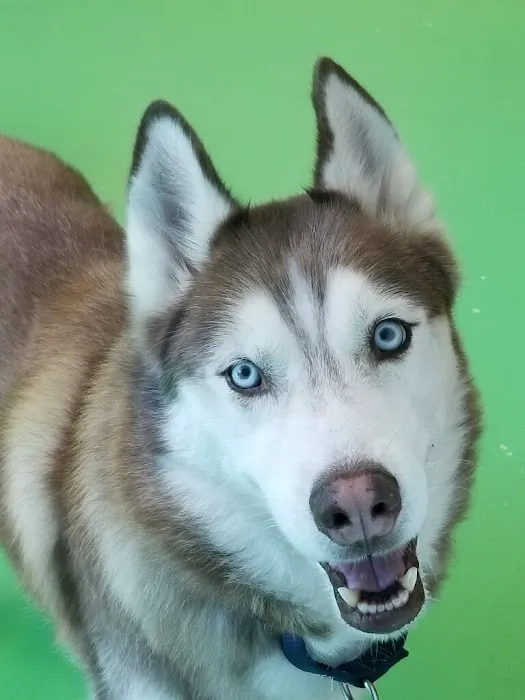 Nova Pets Health Center Picture 4