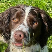 Pender Veterinary Centre - Chantilly ico