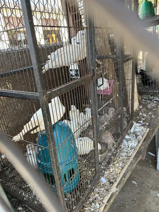 Shady Hills Pet Shop Picture 9