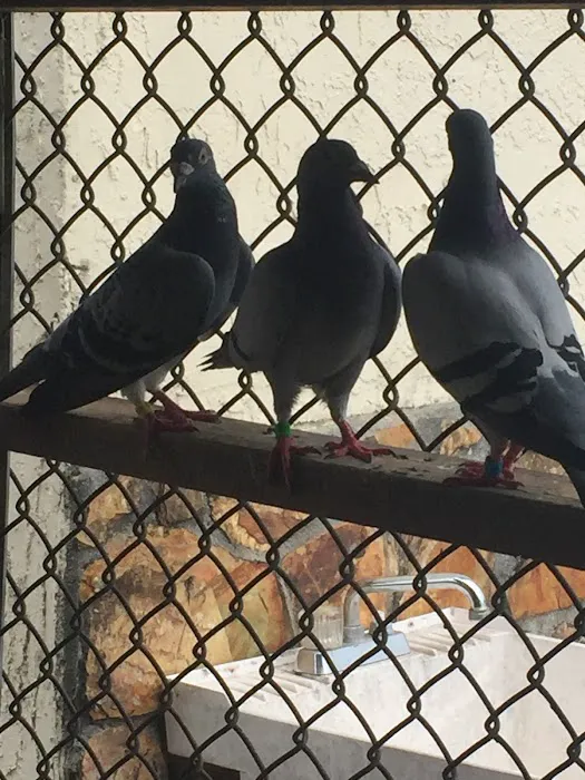 Shady Hills Pet Shop Picture 7