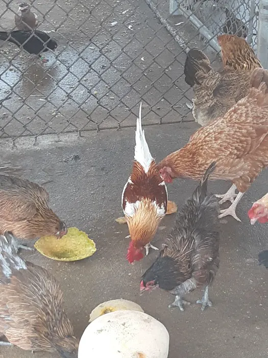 Shady Hills Pet Shop Picture 4